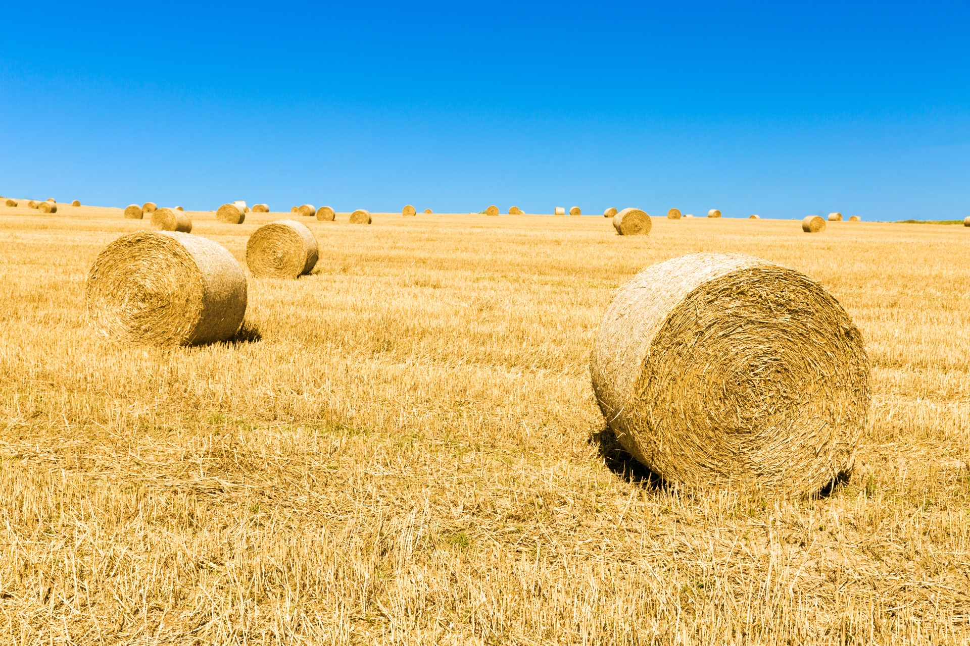 Straw Purchase 2